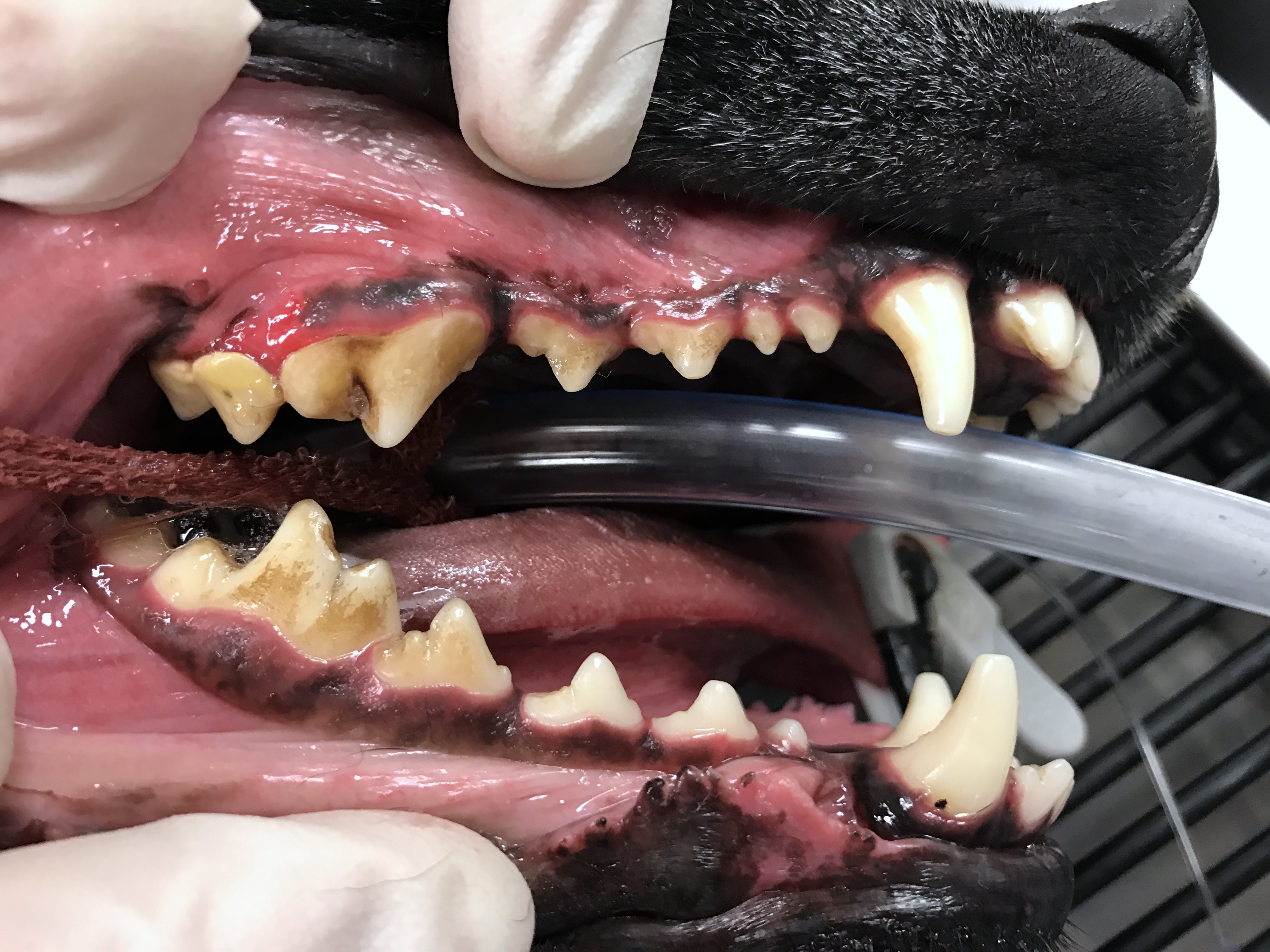 Dog Teeth Cleaning Without Anesthesia San Diego TeethWalls