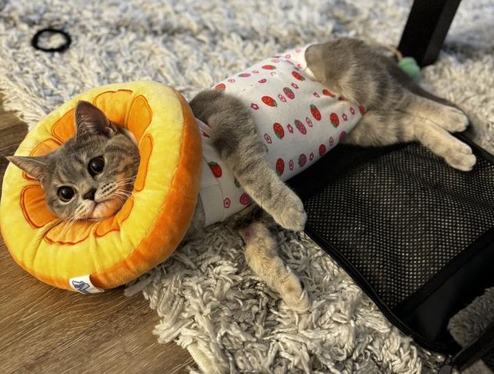 Senior Pet Care