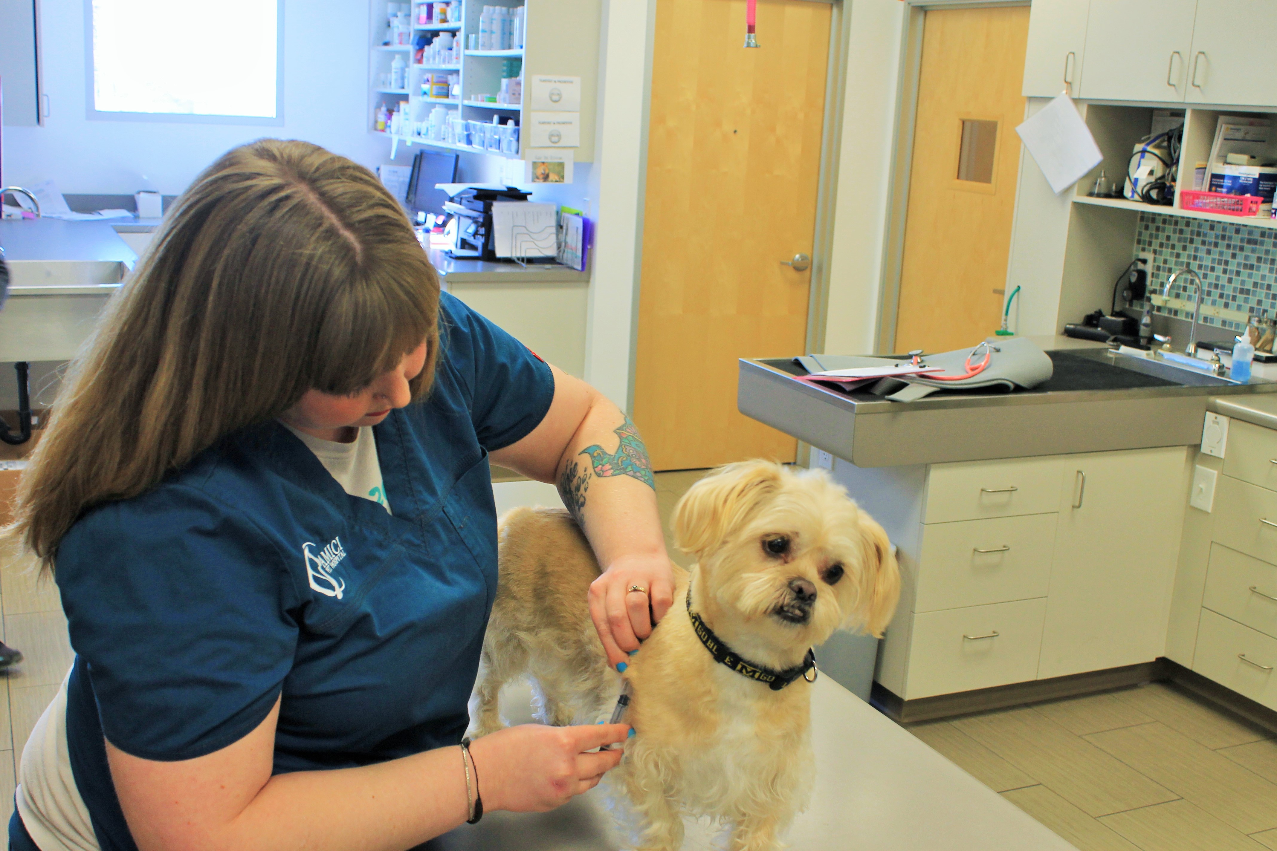 Vaccinations | Veterinarian in San Diego, CA | Amici Pet Hospital