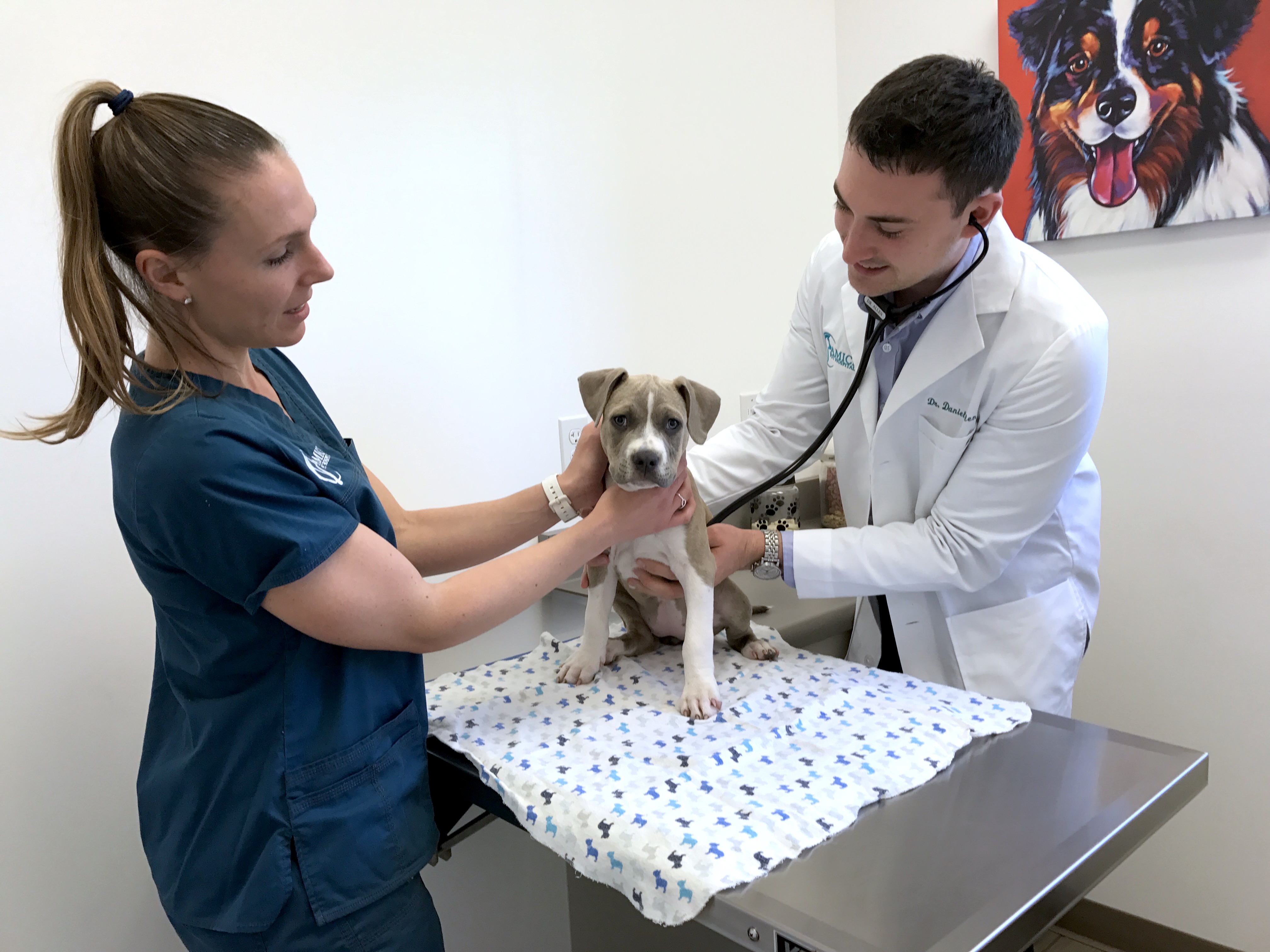 Wellness Exams & Preventative Medicine | Veterinarian in San Diego, CA |  Amici Pet Hospital