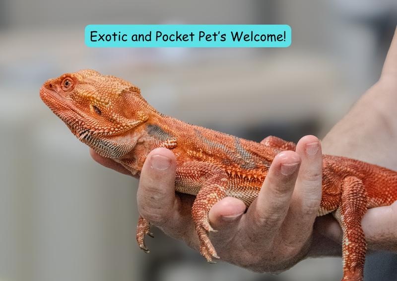 Carousel Slide 3: Welcoming all furry friends to our practice